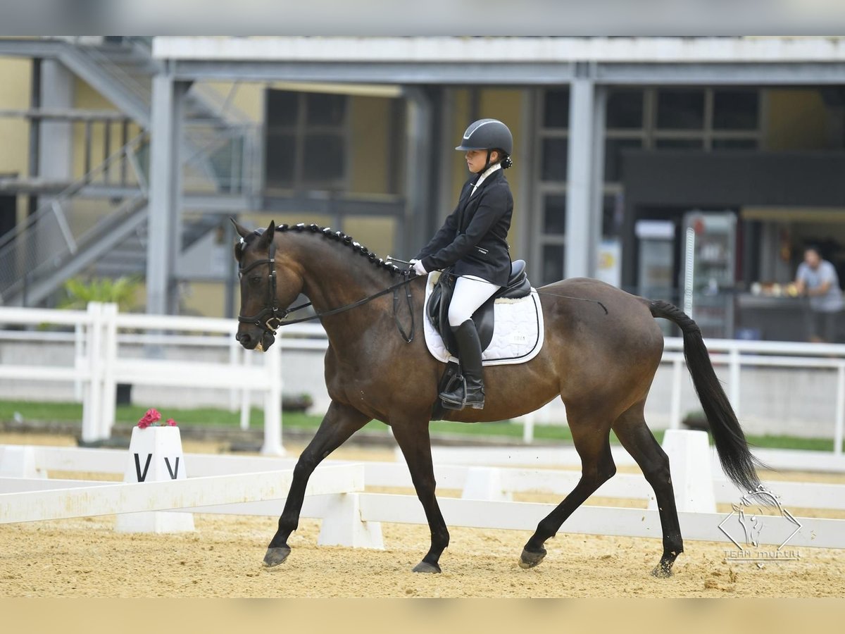 Plus de pur-sang Hongre 15 Ans 163 cm Alezan brûlé in Gerasdorf