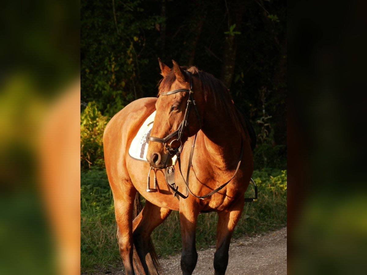 Plus de pur-sang Hongre 16 Ans 159 cm Bai in Utzstetten