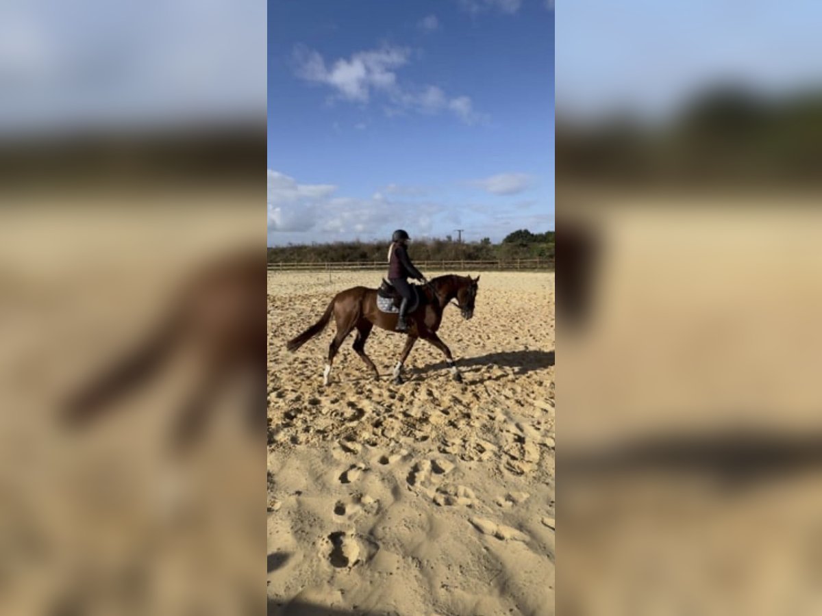 Plus de pur-sang Hongre 4 Ans 164 cm Alezan in WegelebenWegeleben