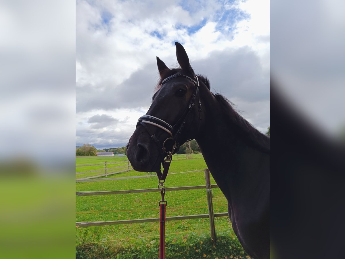 Plus de pur-sang Hongre 4 Ans 165 cm Bai brun in Bayreuth