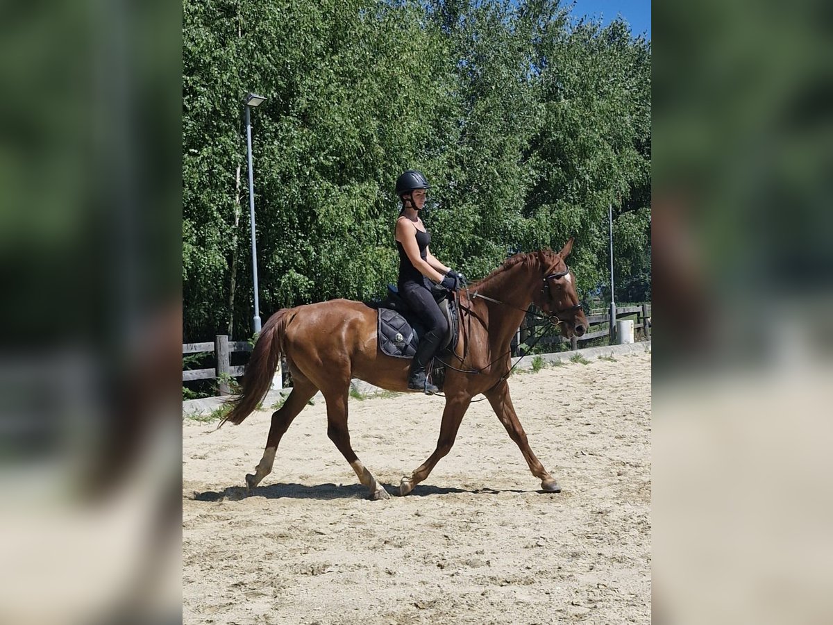 Plus de pur-sang Hongre 5 Ans 172 cm Alezan in Eppenstein