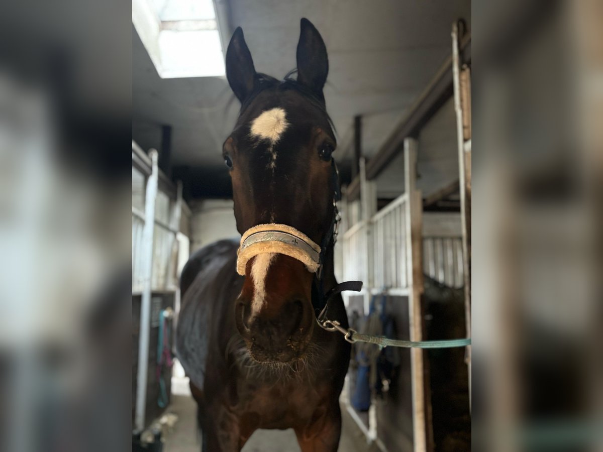 Plus de pur-sang Hongre 5 Ans 172 cm Bai brun in Menden (Sauerland)