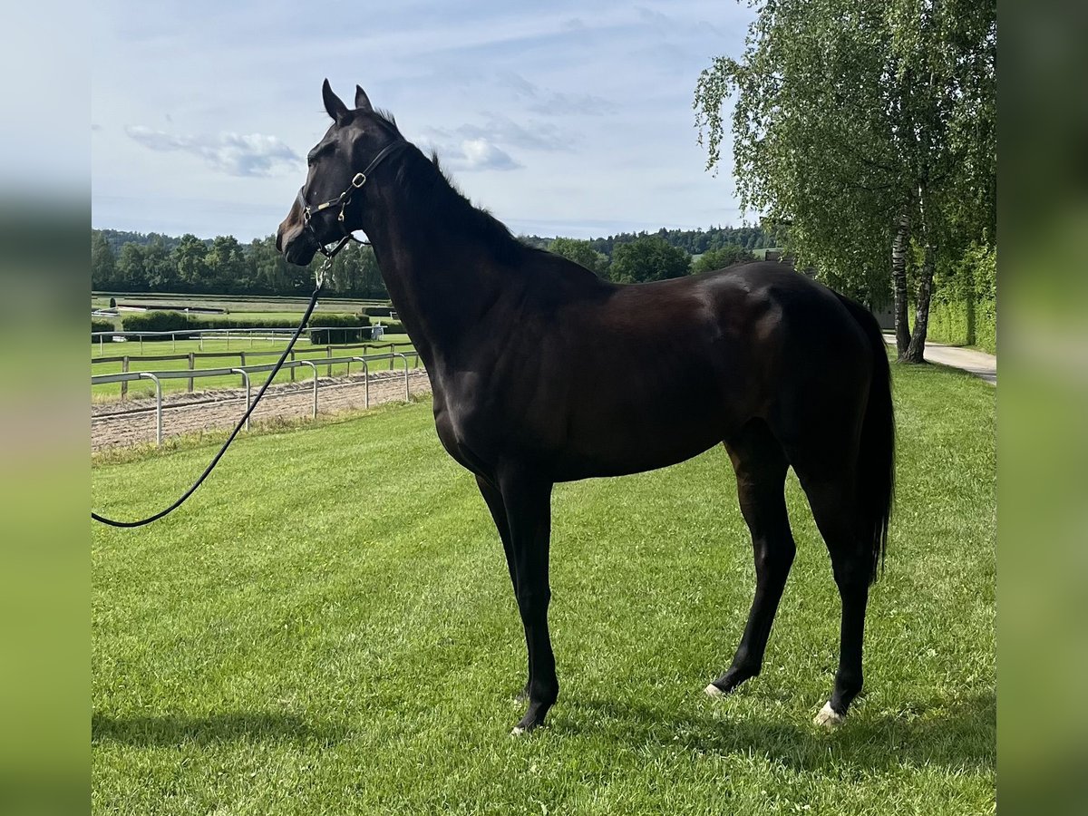 Plus de pur-sang Hongre 5 Ans 174 cm Bai brun in Dielsdorf
