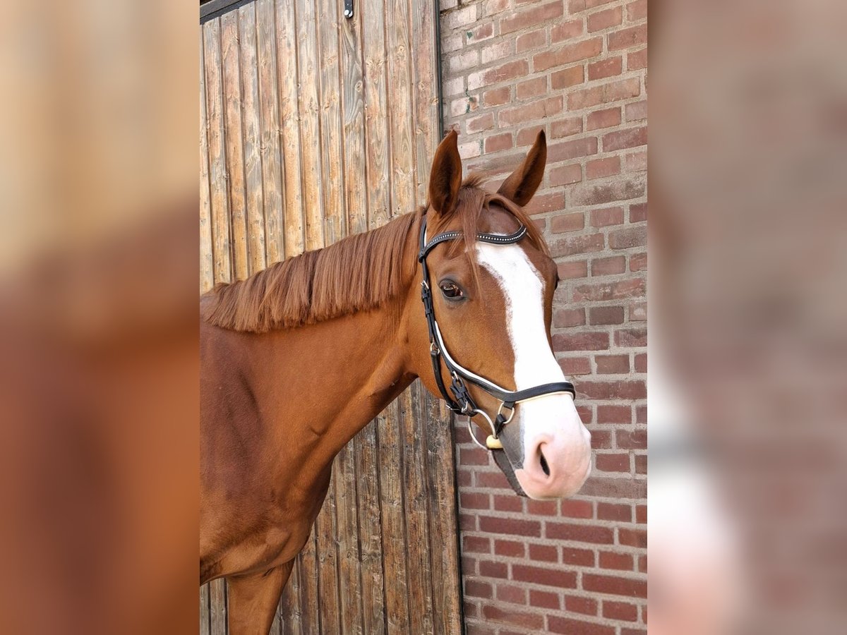 Plus de pur-sang Croisé Hongre 6 Ans 177 cm Alezan in Grevenbroich