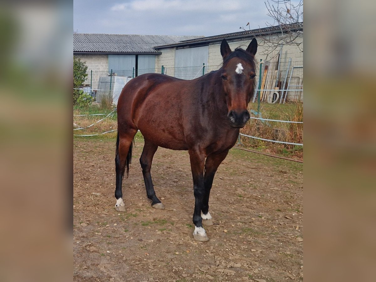 Plus de pur-sang Jument 12 Ans 150 cm Bai in Prellenkirchen