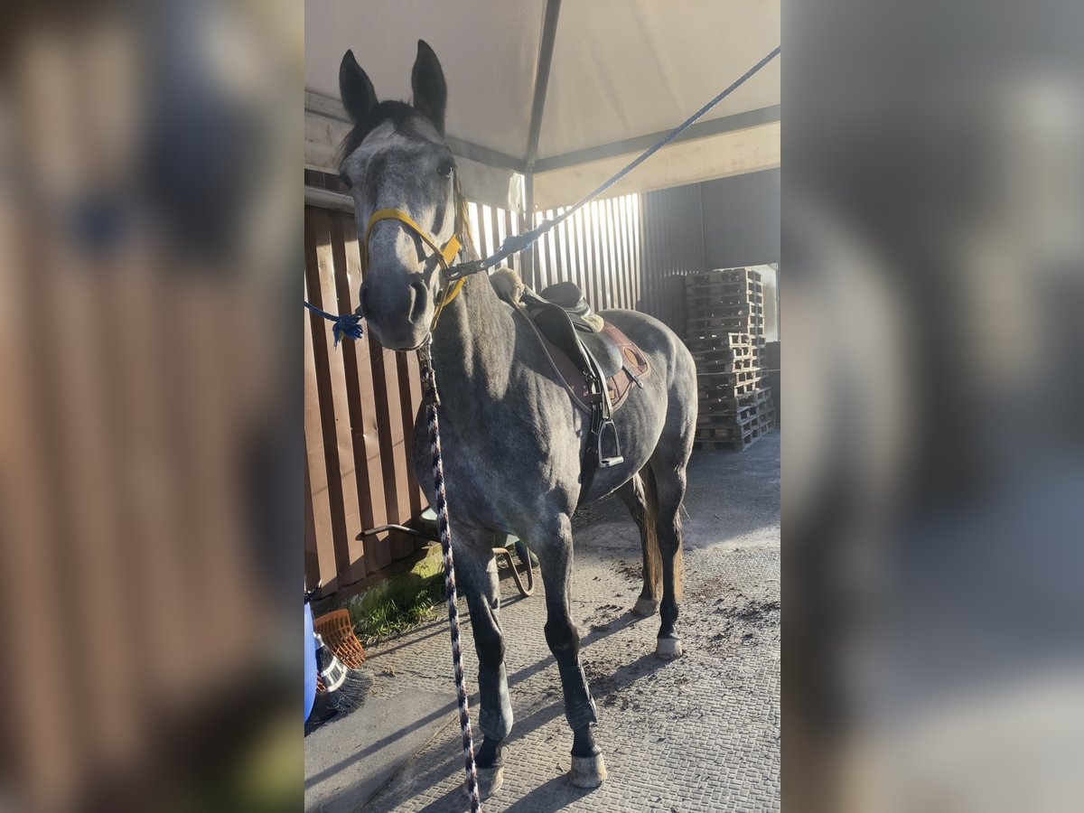 Plus de pur-sang Jument 8 Ans 160 cm Gris in Gro&#xDF;-Bieberau