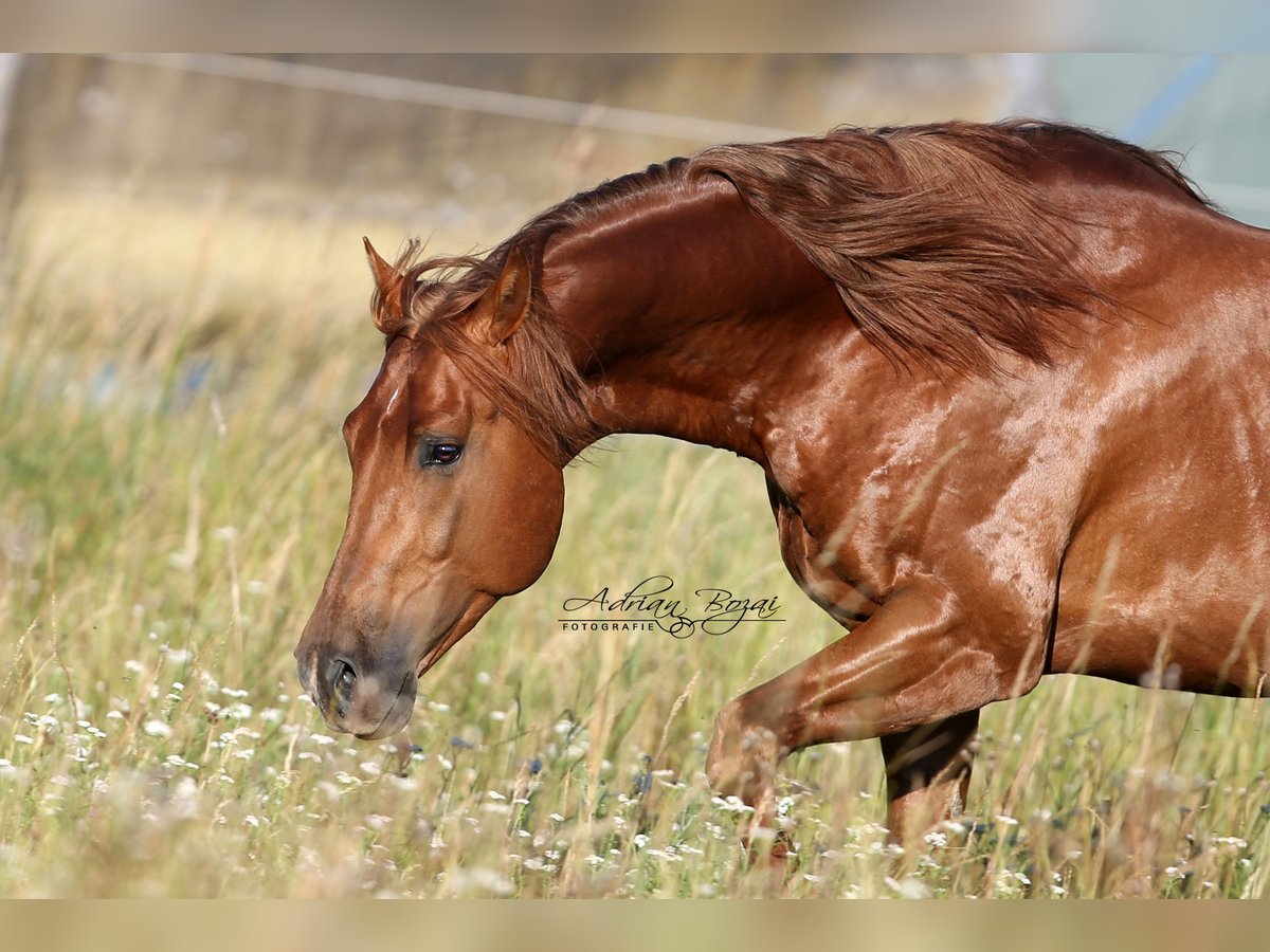 PMI ACRES BY CAT American Quarter Horse Stallion in Rottenburg am Neckar