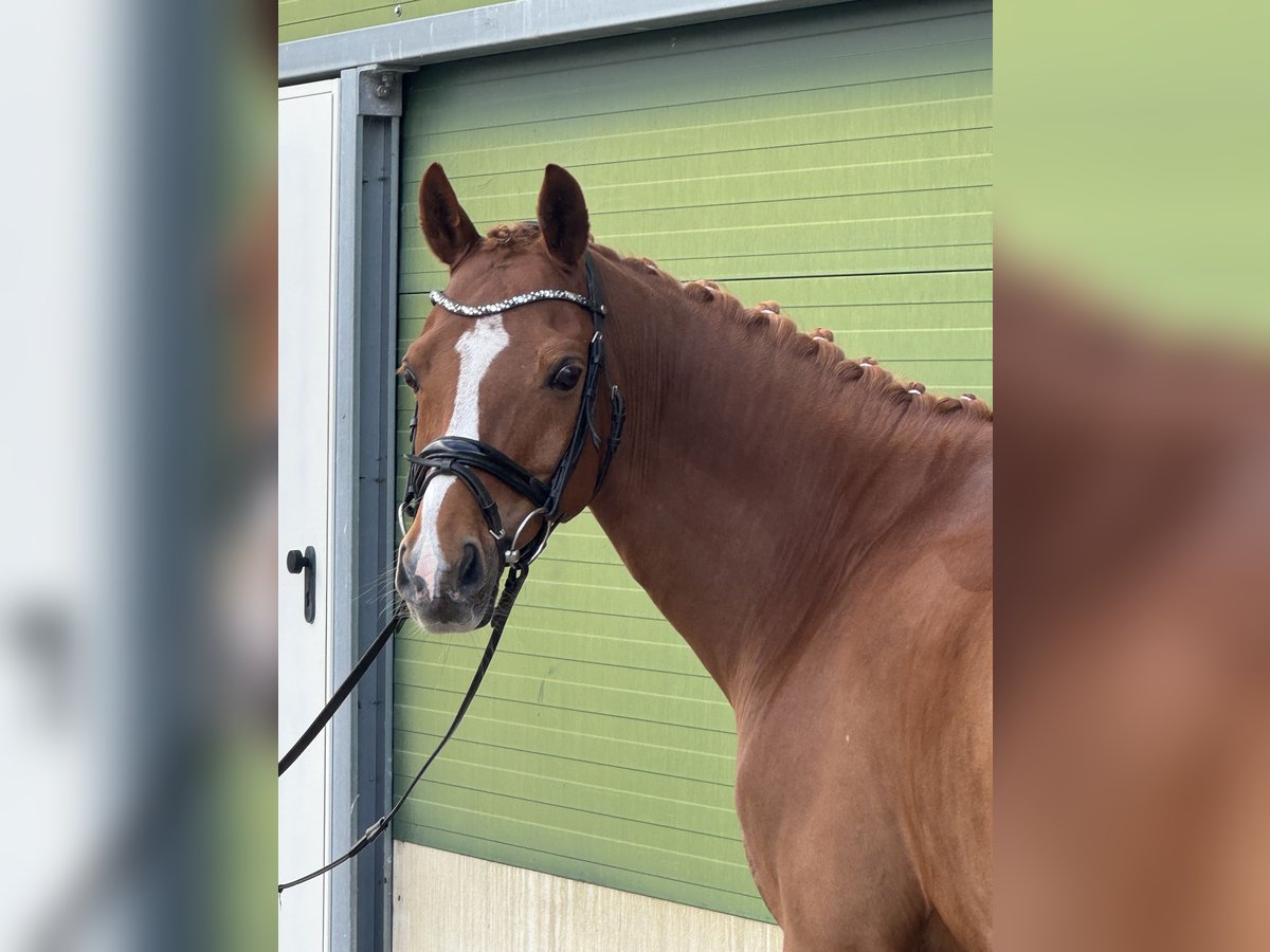 PNR Caballo castrado 12 años 148 cm Alazán in Haren