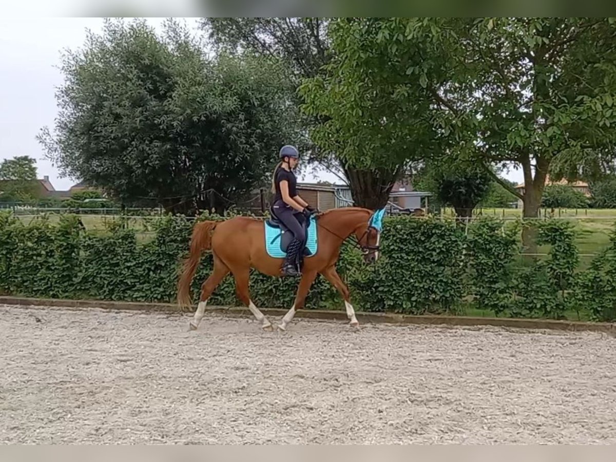 PNR Caballo castrado 17 años 148 cm Alazán in Nederokkerzeel