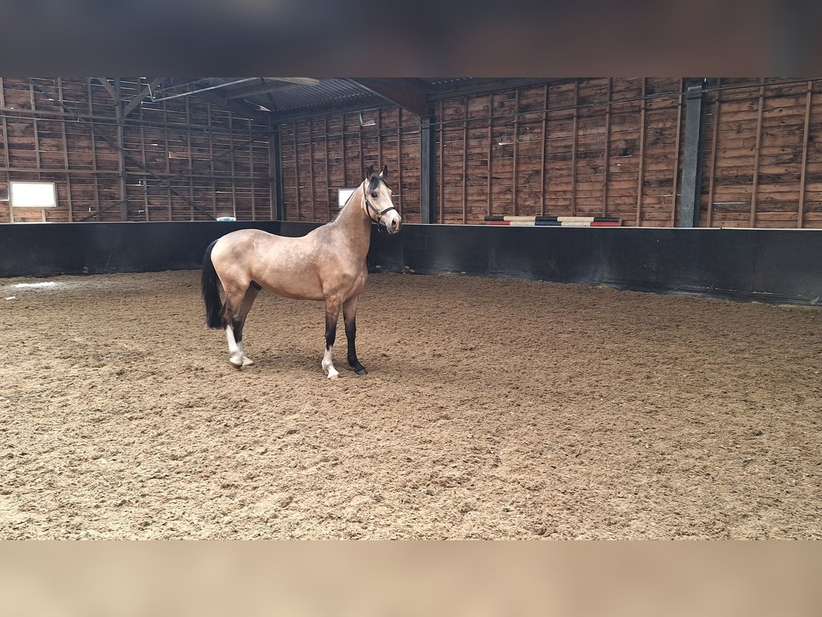 PNR Mestizo Caballo castrado 3 años 145 cm Bayo in Daarlerveen