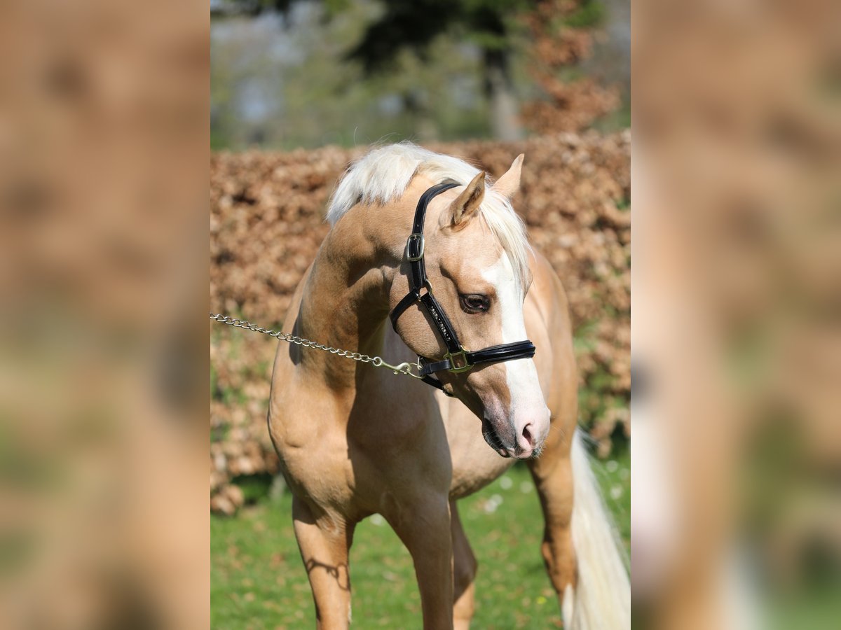 PNR Caballo castrado 3 años 145 cm Palomino in Herwen