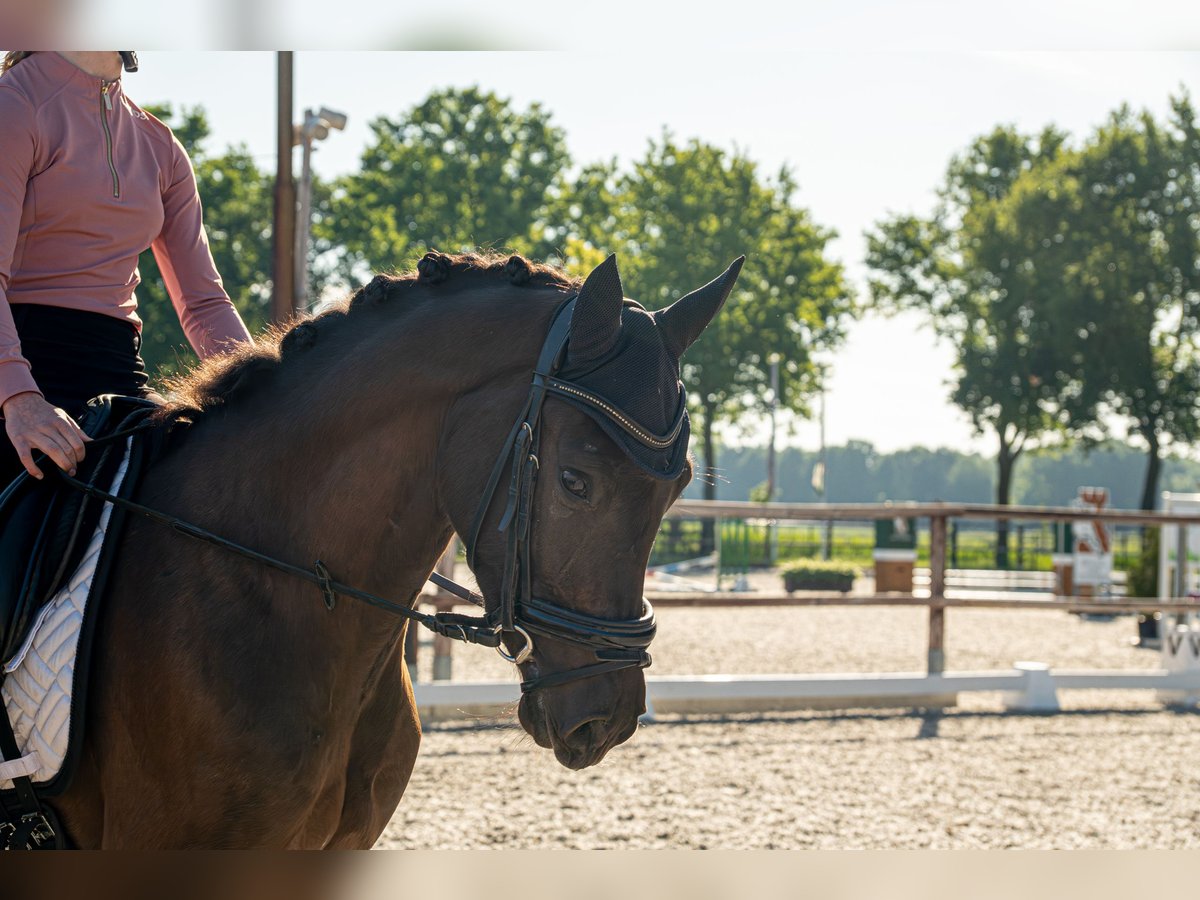 PNR Caballo castrado 3 años 148 cm Morcillo in Heeswijk-Dinther