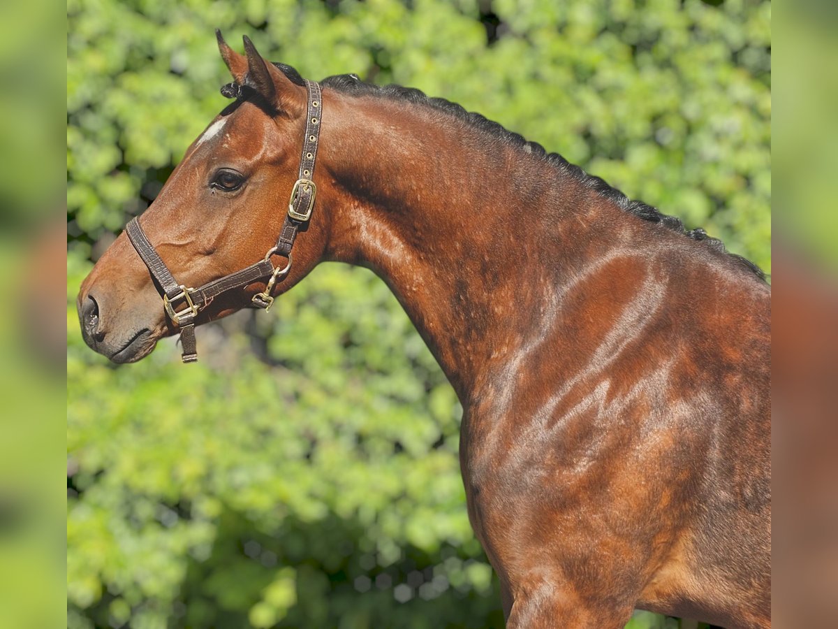 PNR Mestizo Caballo castrado 4 años 155 cm Castaño in Wijdewormer