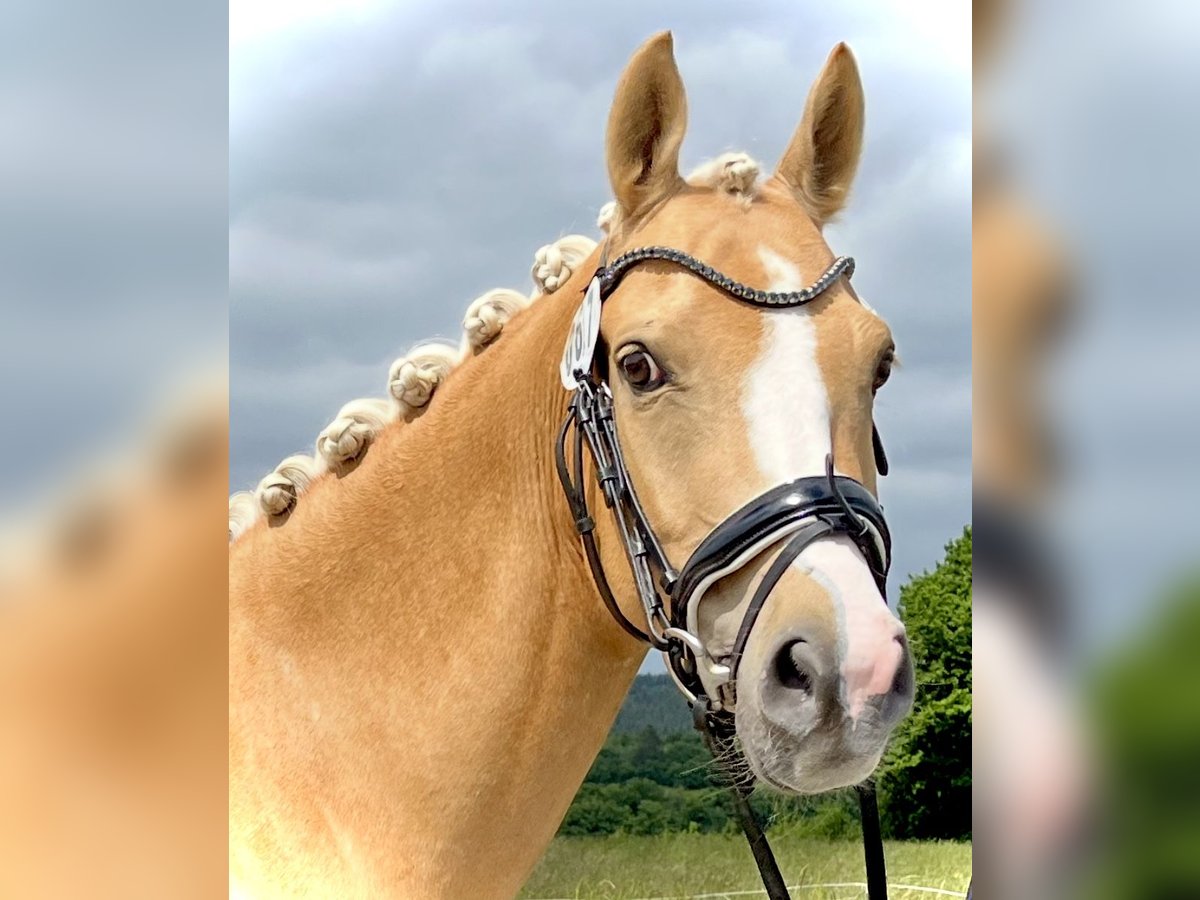 PNR Caballo castrado 5 años Palomino in Bauschleiden