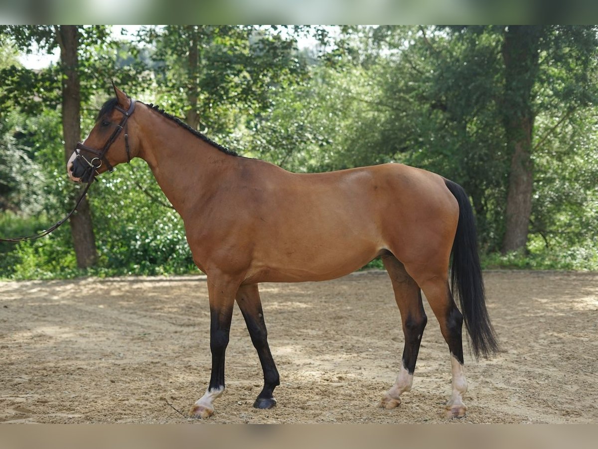 PNR Caballo castrado 7 años Castaño in St. Josefen