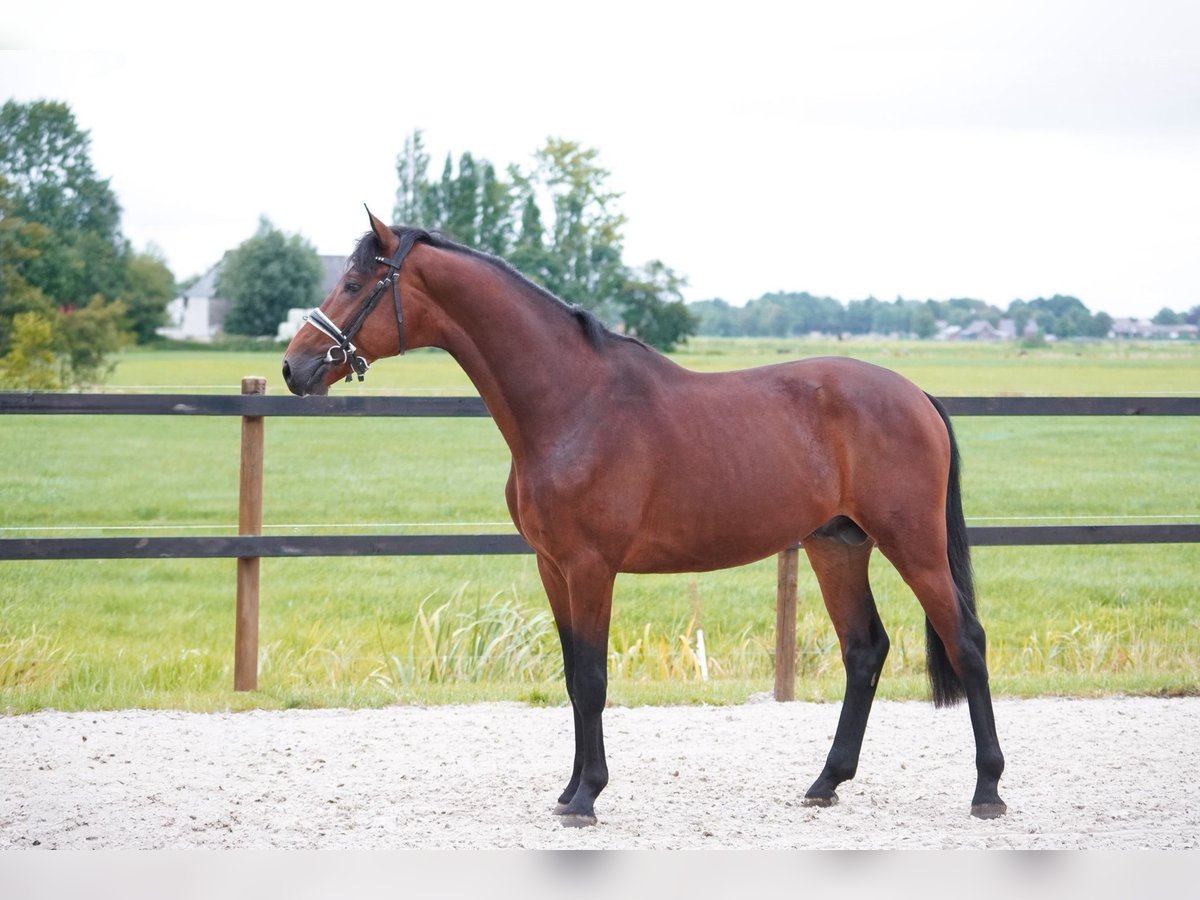 PNR Semental 3 años 162 cm Castaño in Lutjegast