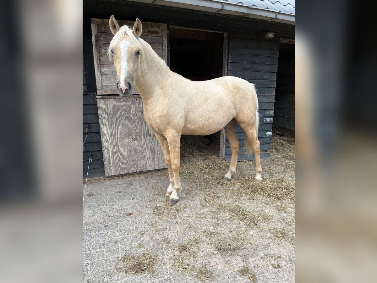 PNR Mestizo Yegua 1 año 155 cm Cremello in Veeningen