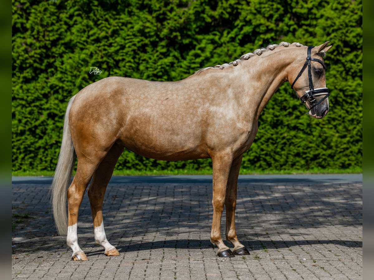 PNR Yegua 4 años 152 cm Palomino in Biddinghuizen