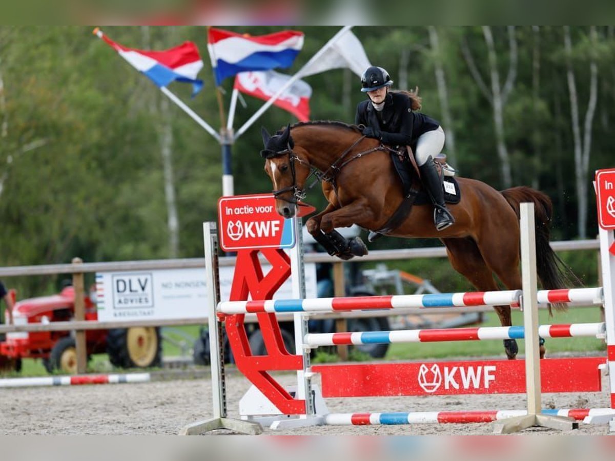 PNR Yegua 9 años 154 cm Alazán in Achterveld