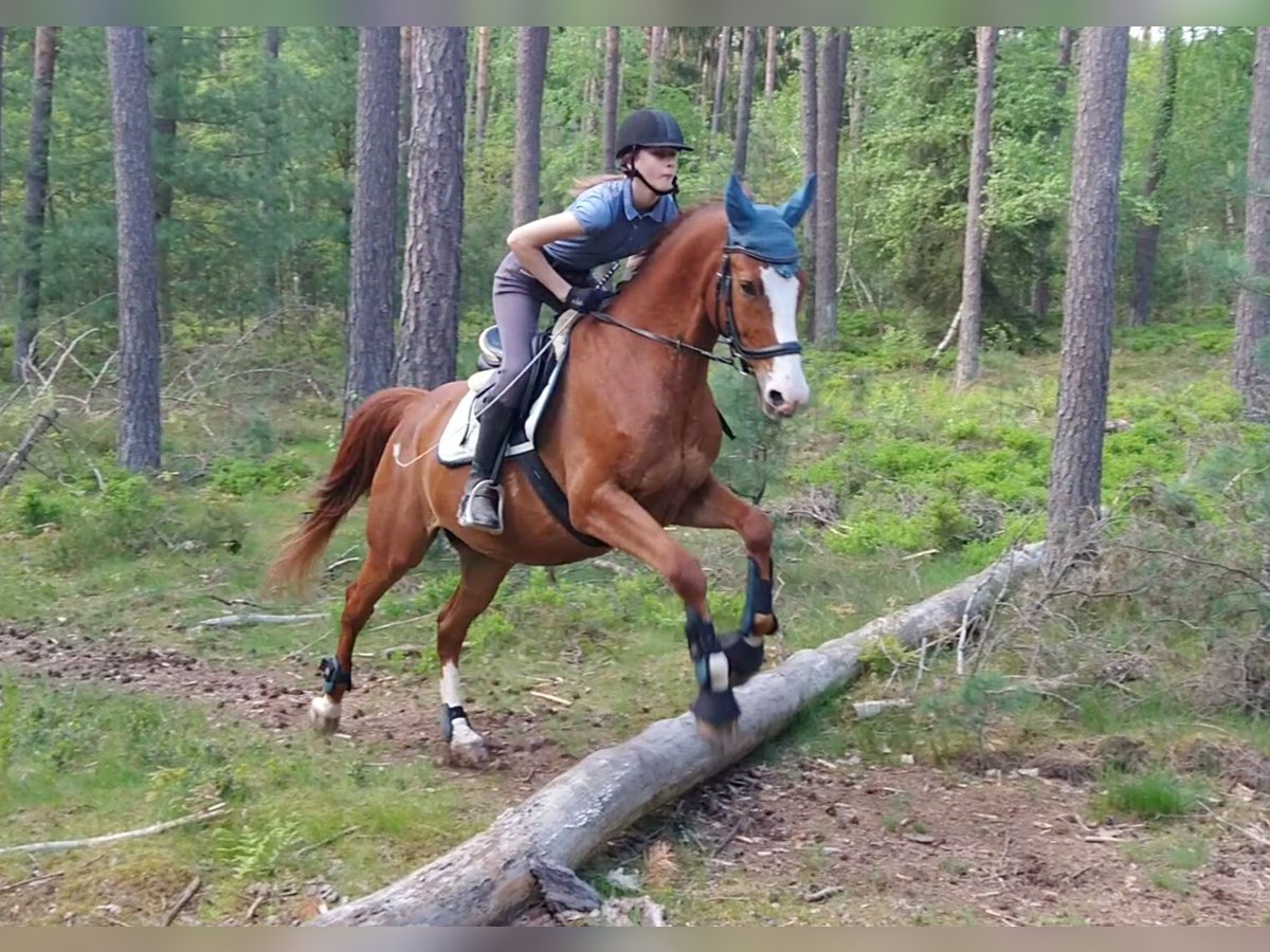 Polacco Castrone 14 Anni 170 cm Sauro in Nittenau Polacco Castrone 14 Anni 170 cm Sauro in Nittenau