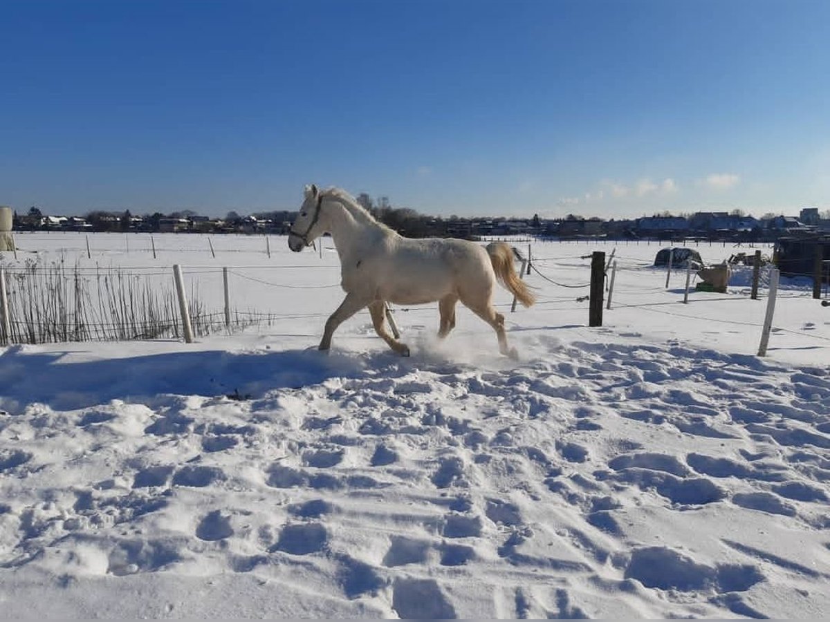 Polacco Castrone 16 Anni 168 cm Grigio in Herten