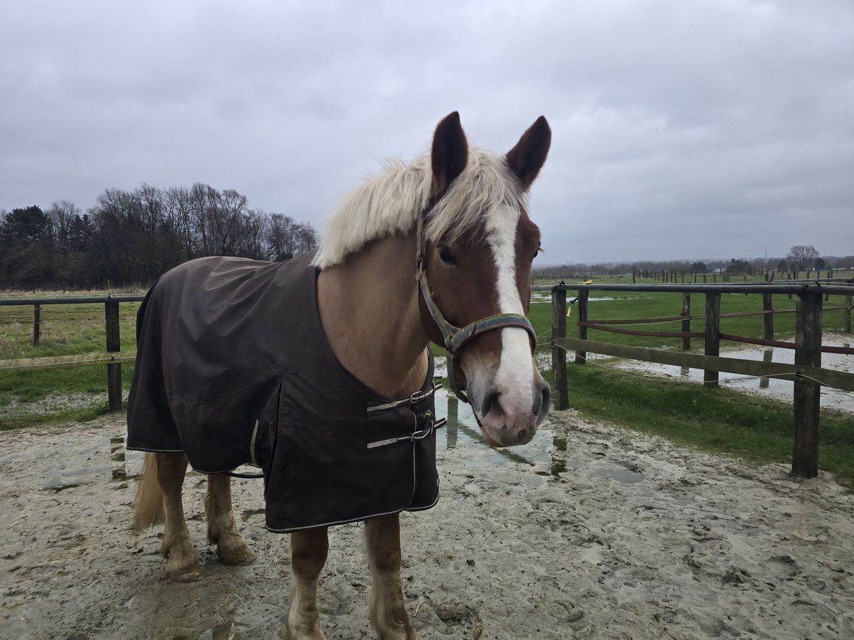 Polacco Mix Castrone 4 Anni 158 cm Sauro in Mülheim an der Ruhr