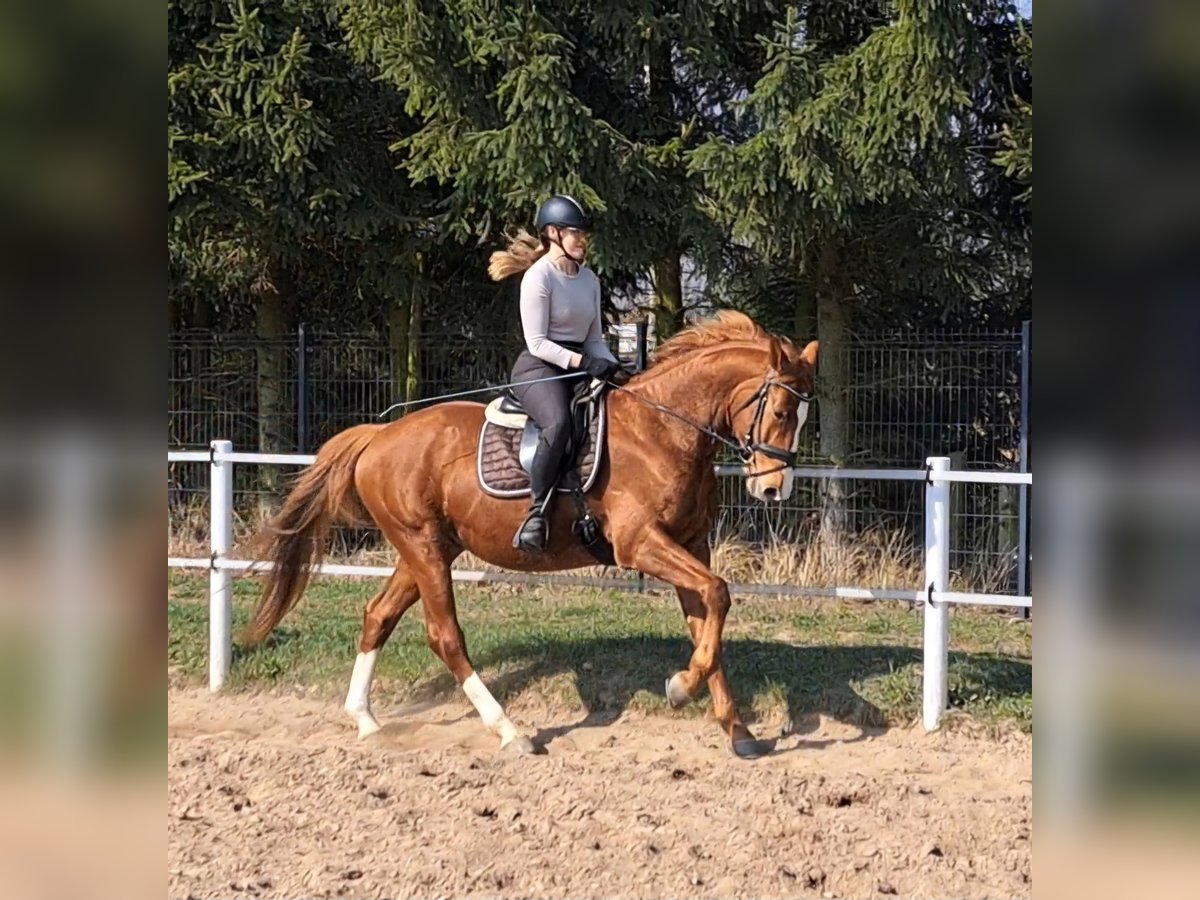 Polacco Castrone 5 Anni 165 cm Sauro in Forst