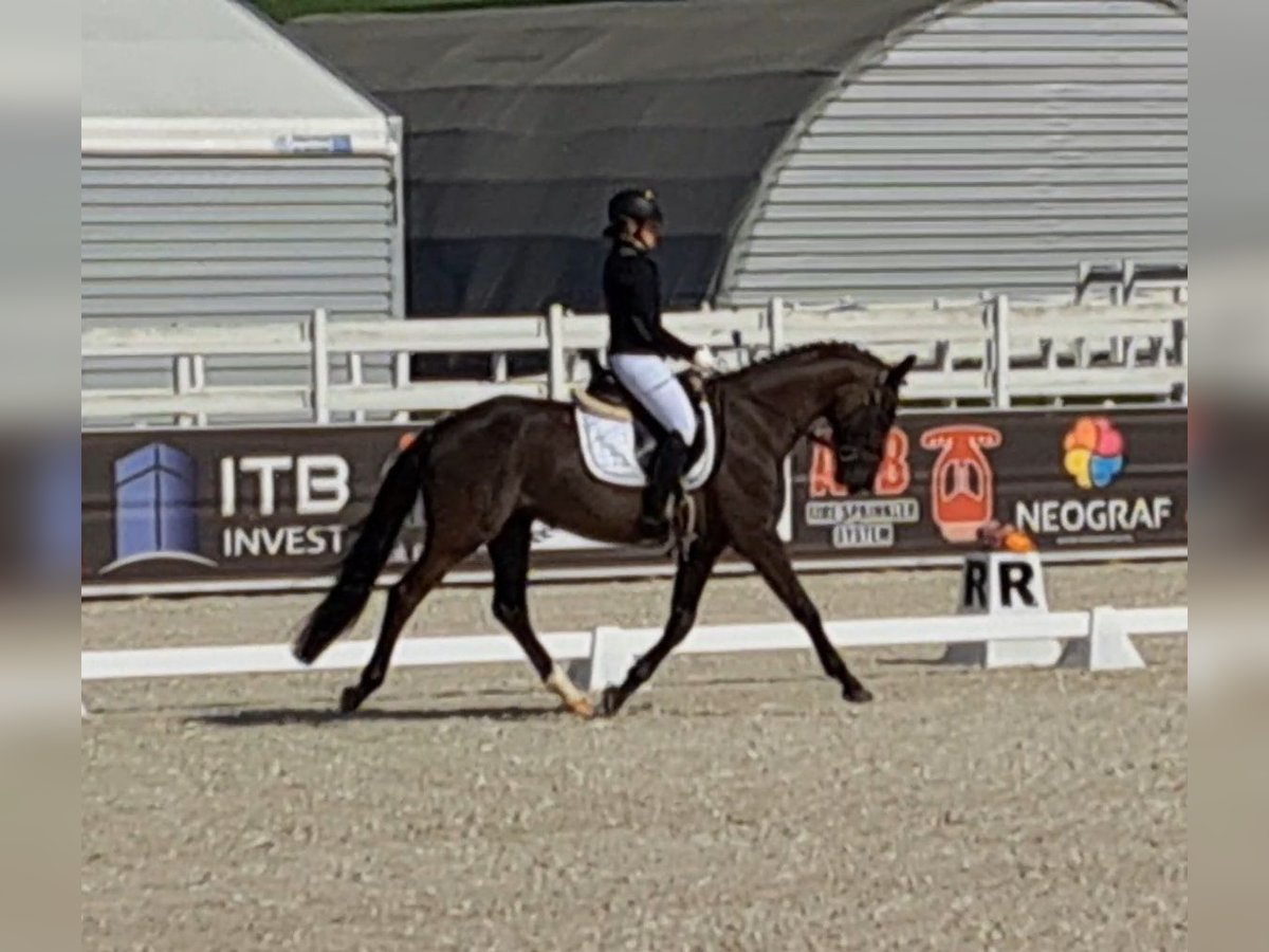 Polacco Castrone 6 Anni 160 cm Morello in Forst