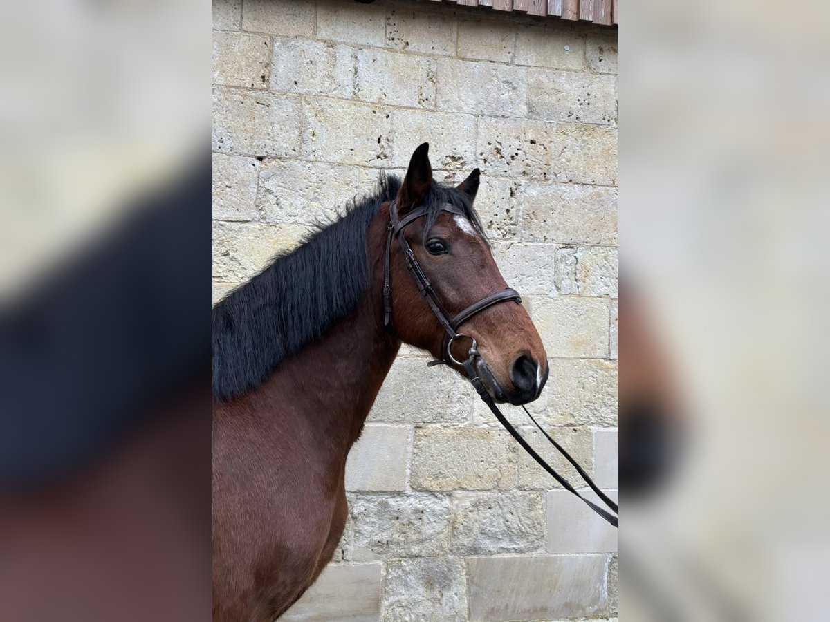 Polacco Castrone 7 Anni 158 cm Baio in Groß Twülpstedt