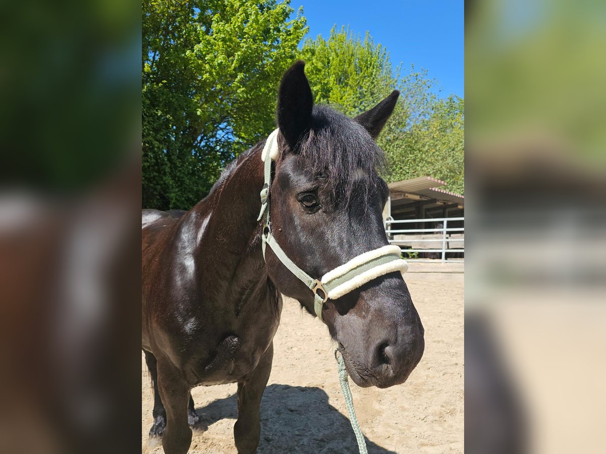 Polacco da Tiro Castrone 6 Anni 159 cm Morello in Bad Camberg