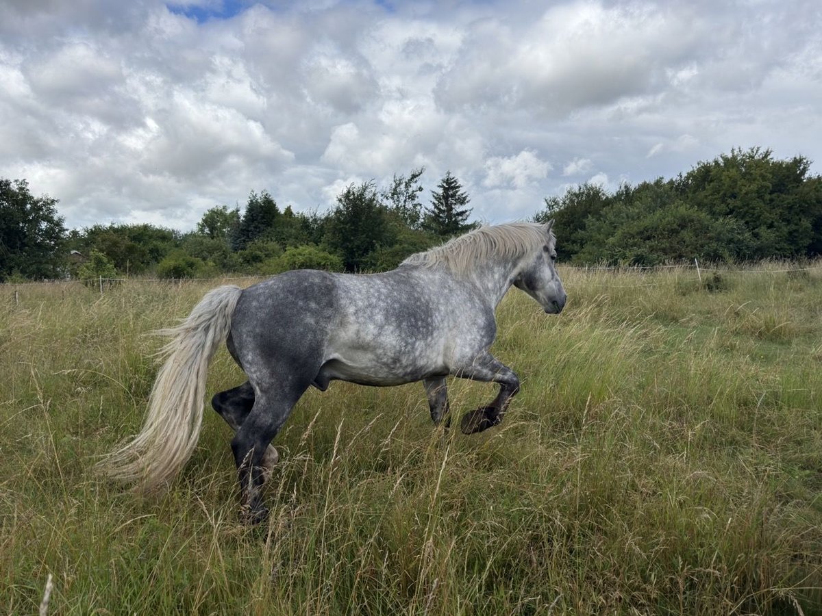 Polacco da Tiro Mix Castrone 6 Anni 160 cm Grigio pezzato in Groß Rosenburg