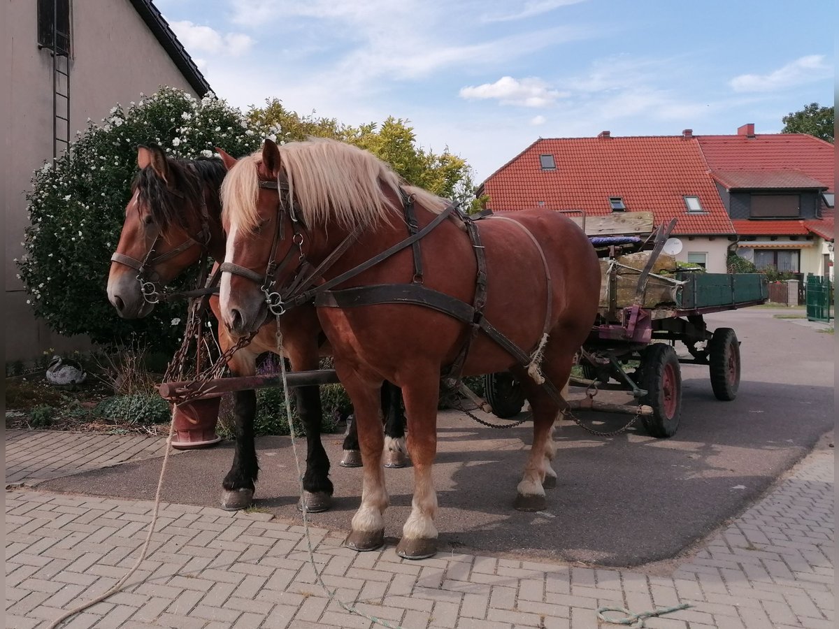 Polacco da Tiro Castrone 7 Anni 161 cm in Gramzow