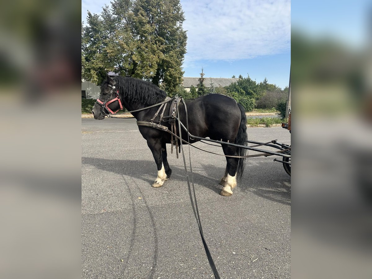 Polacco da Tiro Castrone 7 Anni 162 cm Morello in Półwiosek Lubstowski