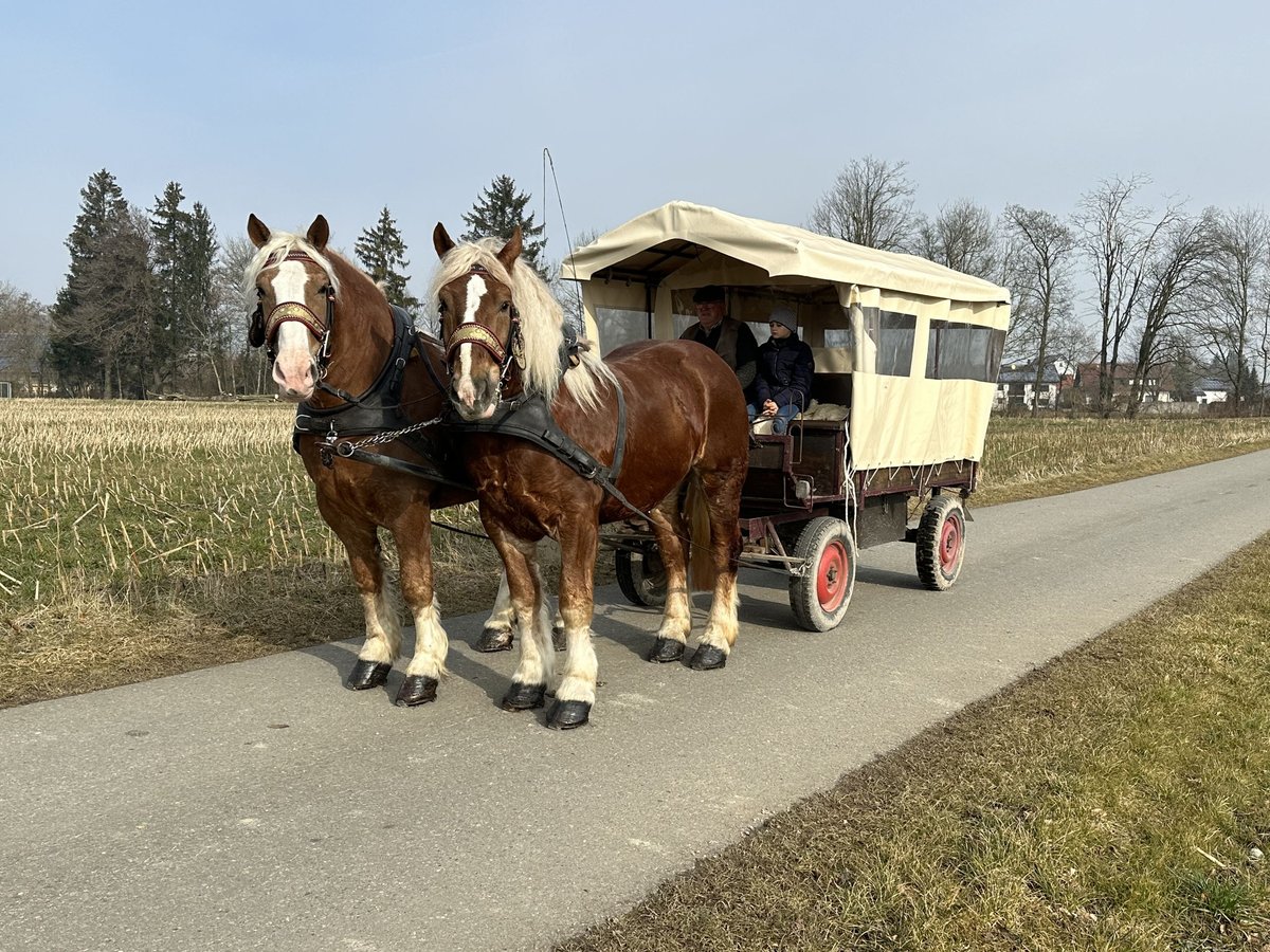 Polacco da Tiro Castrone 7 Anni 167 cm Sauro in Riedlingen