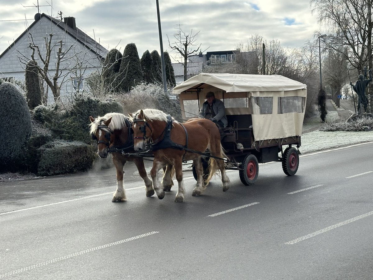 Polacco da Tiro Castrone 9 Anni 162 cm Sauro in Riedlingen