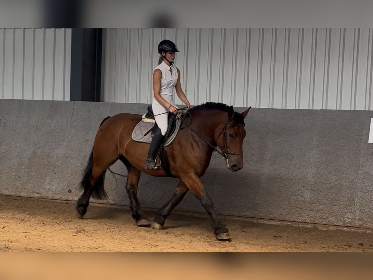 Polacco da Tiro Giumenta 10 Anni 155 cm Baio in Herborn