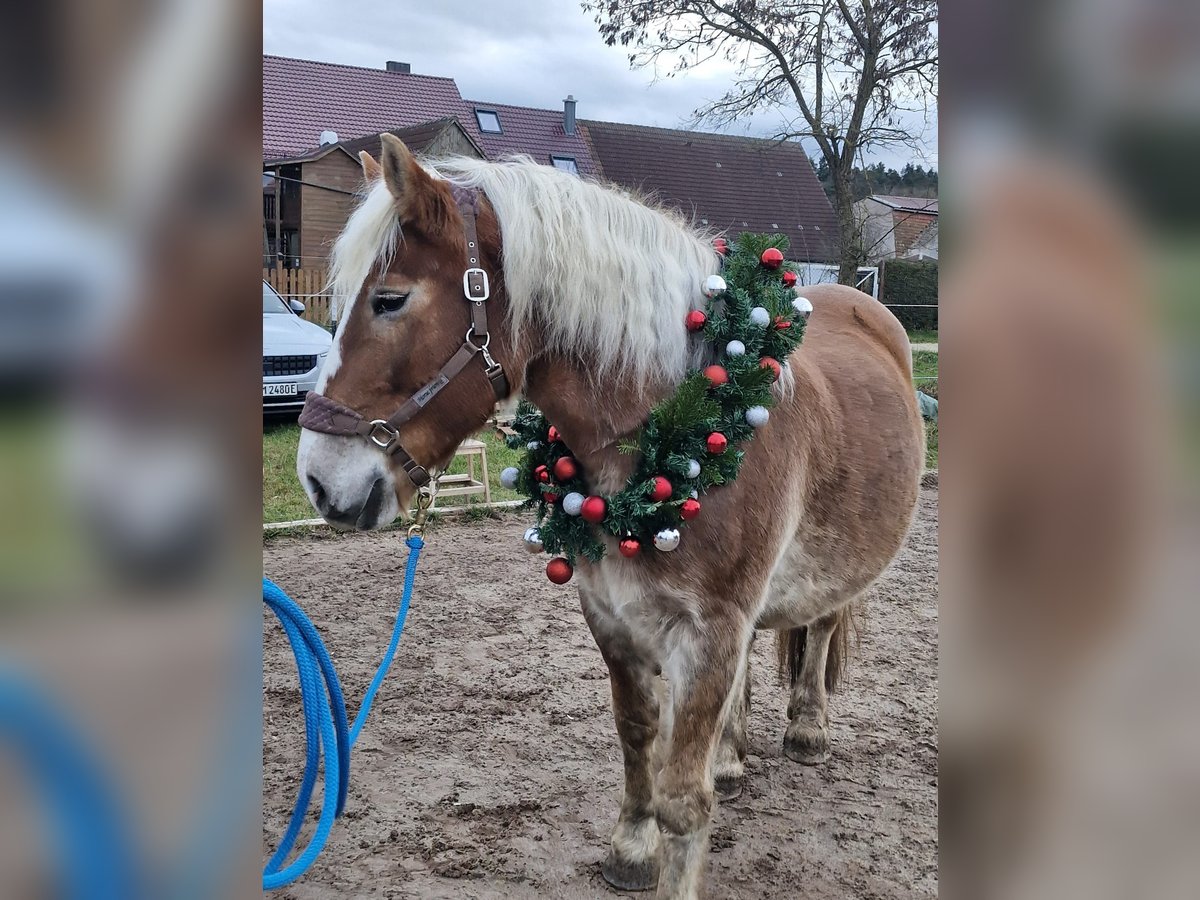 Polacco da Tiro Giumenta 12 Anni 159 cm Baio chiaro in Bechhofen