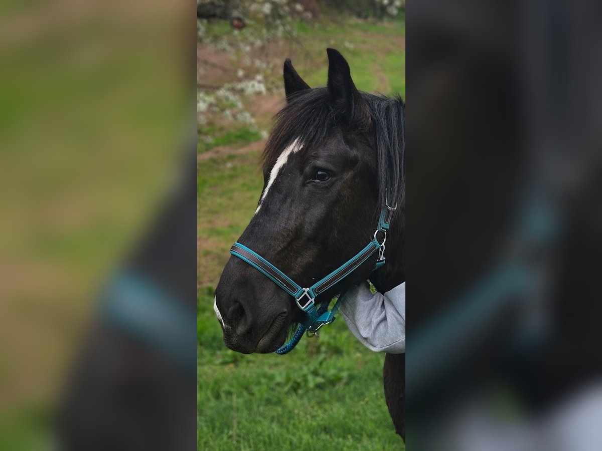 Polacco da Tiro Giumenta 13 Anni 153 cm in Bannewitz