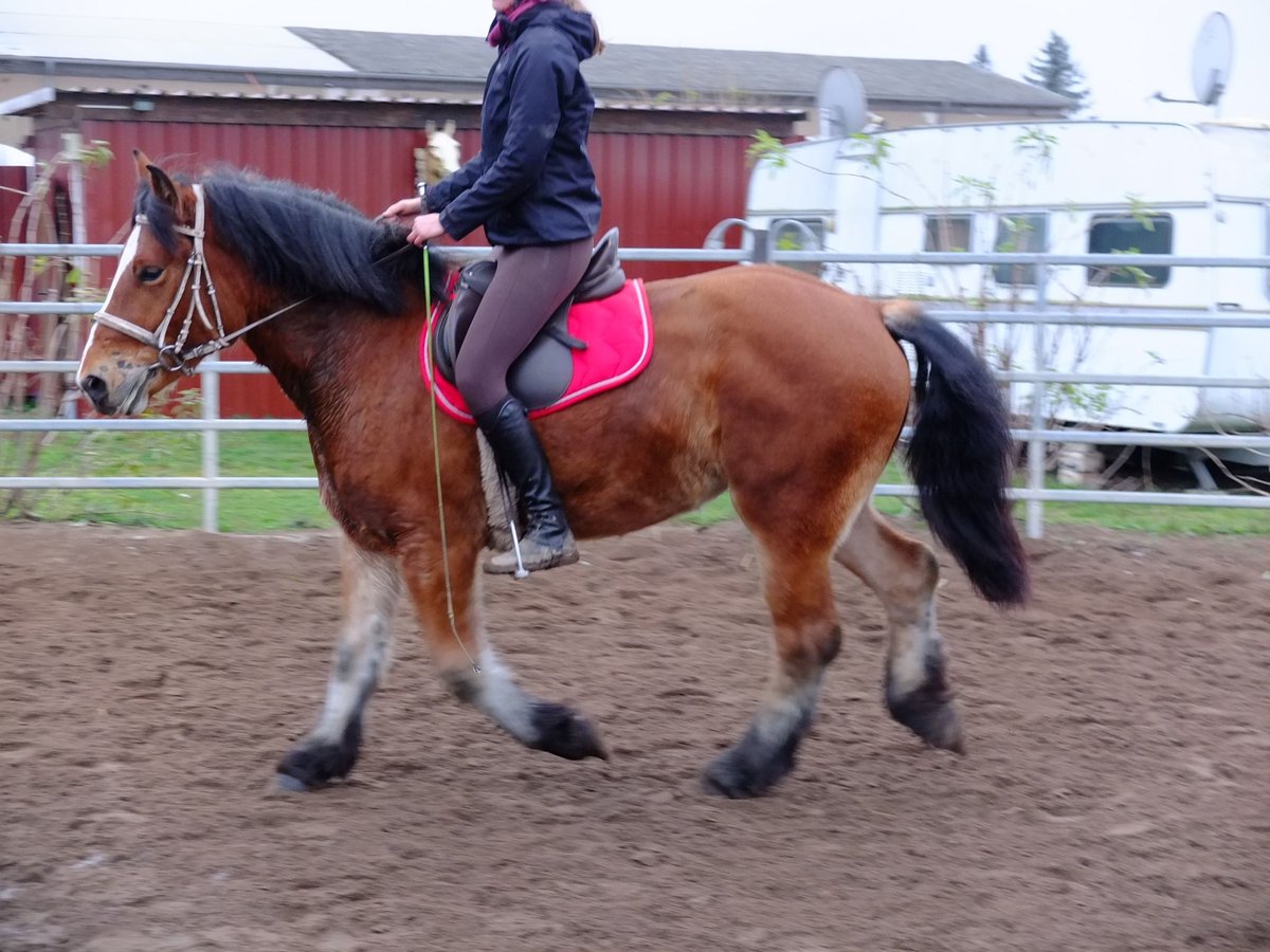 Polacco da Tiro Giumenta 3 Anni 156 cm Baio in Buttstädt