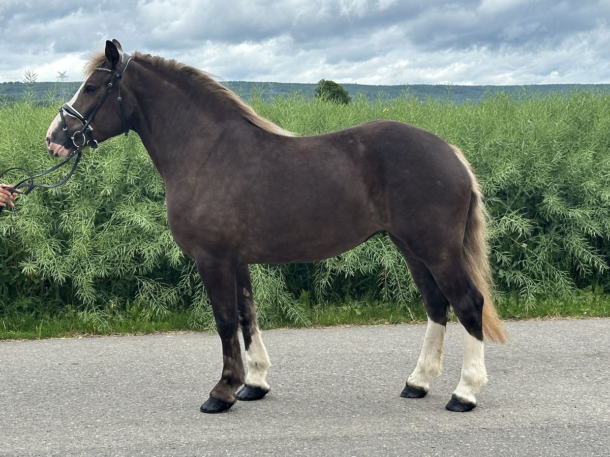 Polacco da Tiro Mix Giumenta 4 Anni 150 cm Sauro scuro in Riedlingen