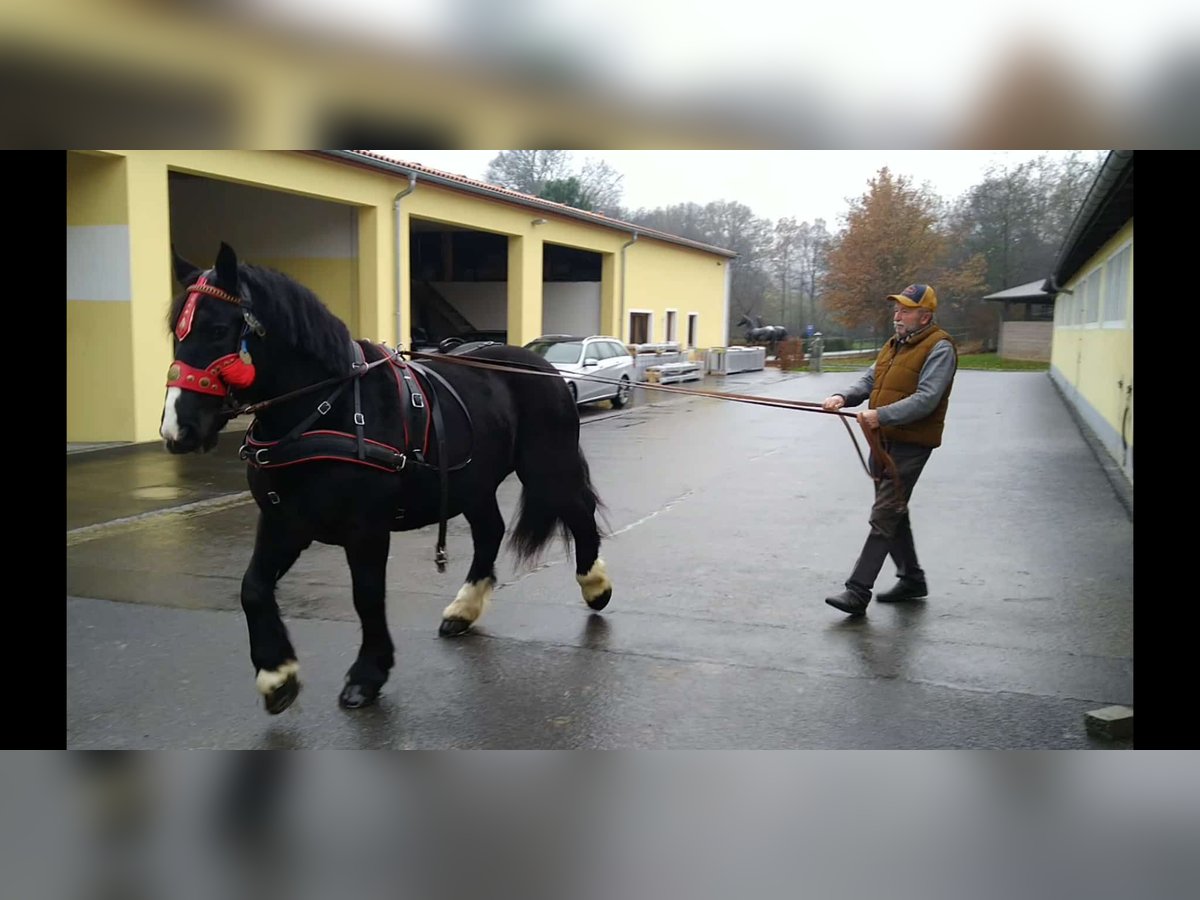 Polacco da Tiro Giumenta 5 Anni 160 cm Morello in Kamenz