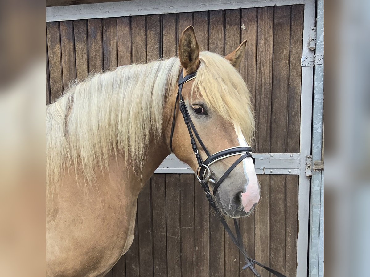 Polacco da Tiro Giumenta 6 Anni 156 cm Sauro in Mülheim an der Ruhr