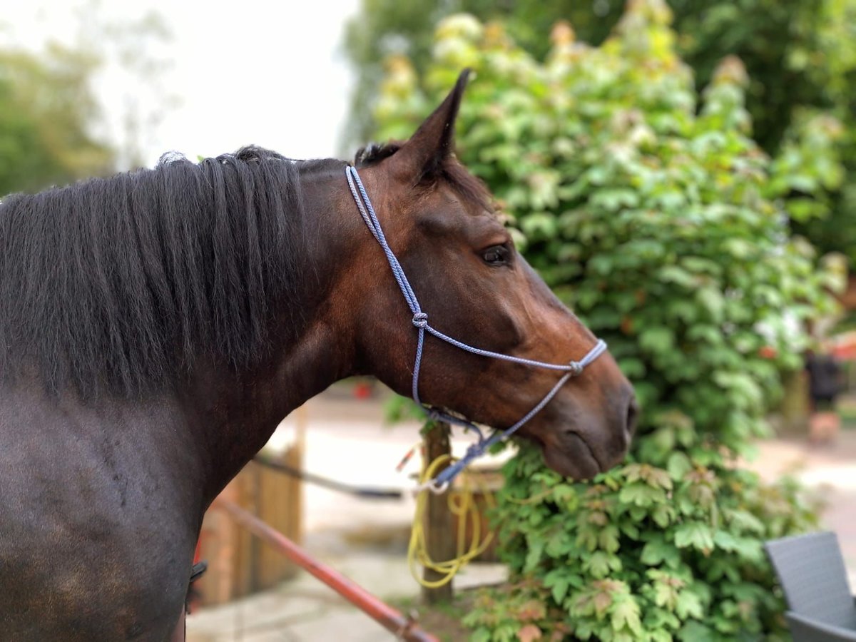 Polacco da Tiro Giumenta 6 Anni 162 cm Baio in Eggermühlen