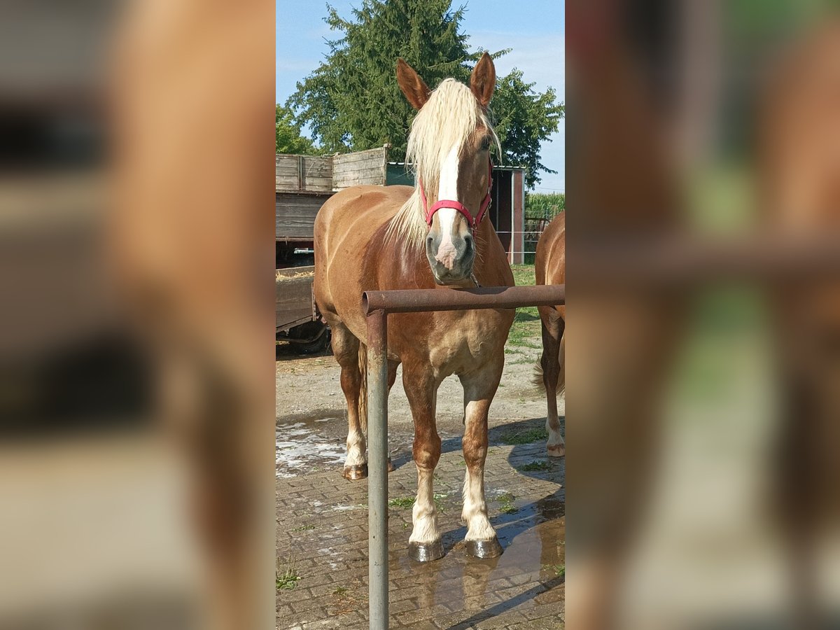 Polacco da Tiro Giumenta 6 Anni 163 cm Sauro in Burkau