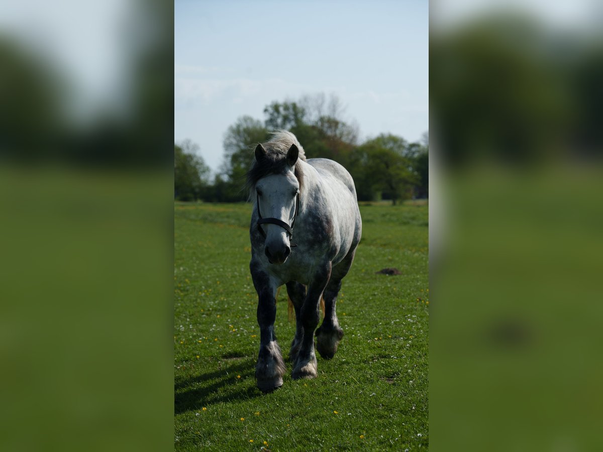 Polacco da Tiro Giumenta 7 Anni 159 cm Grigio in Cuxhaven