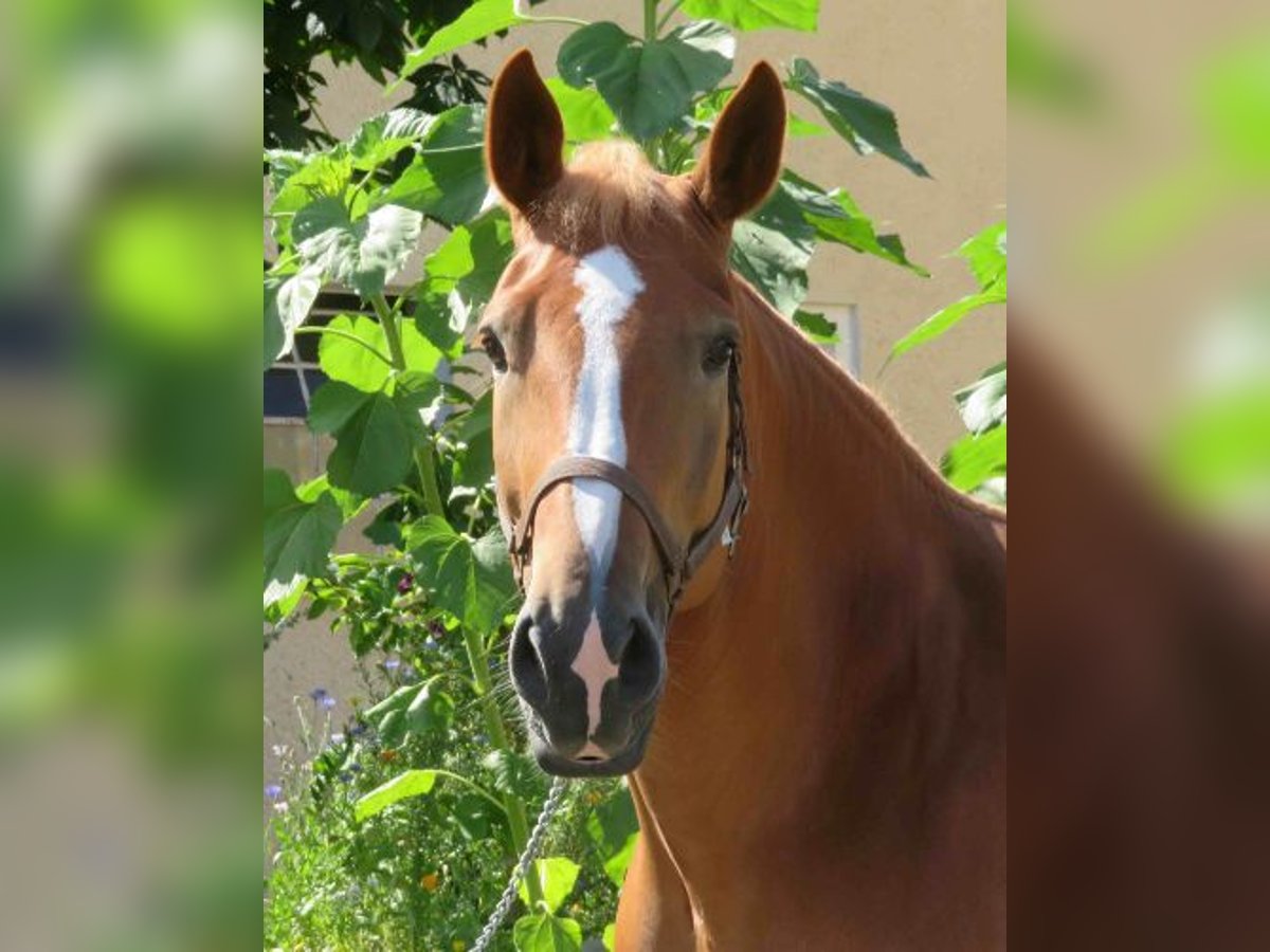 Polacco da Tiro Giumenta 7 Anni 166 cm Sauro in Willebadessen