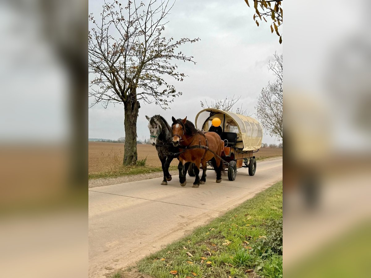 Polacco da Tiro Giumenta 9 Anni 160 cm Baio in Gleina