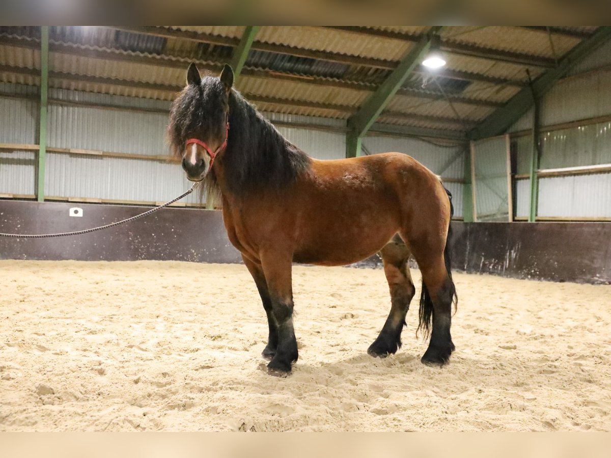 Polacco da Tiro Stallone 6 Anni 165 cm Baio scuro in Emsbüren