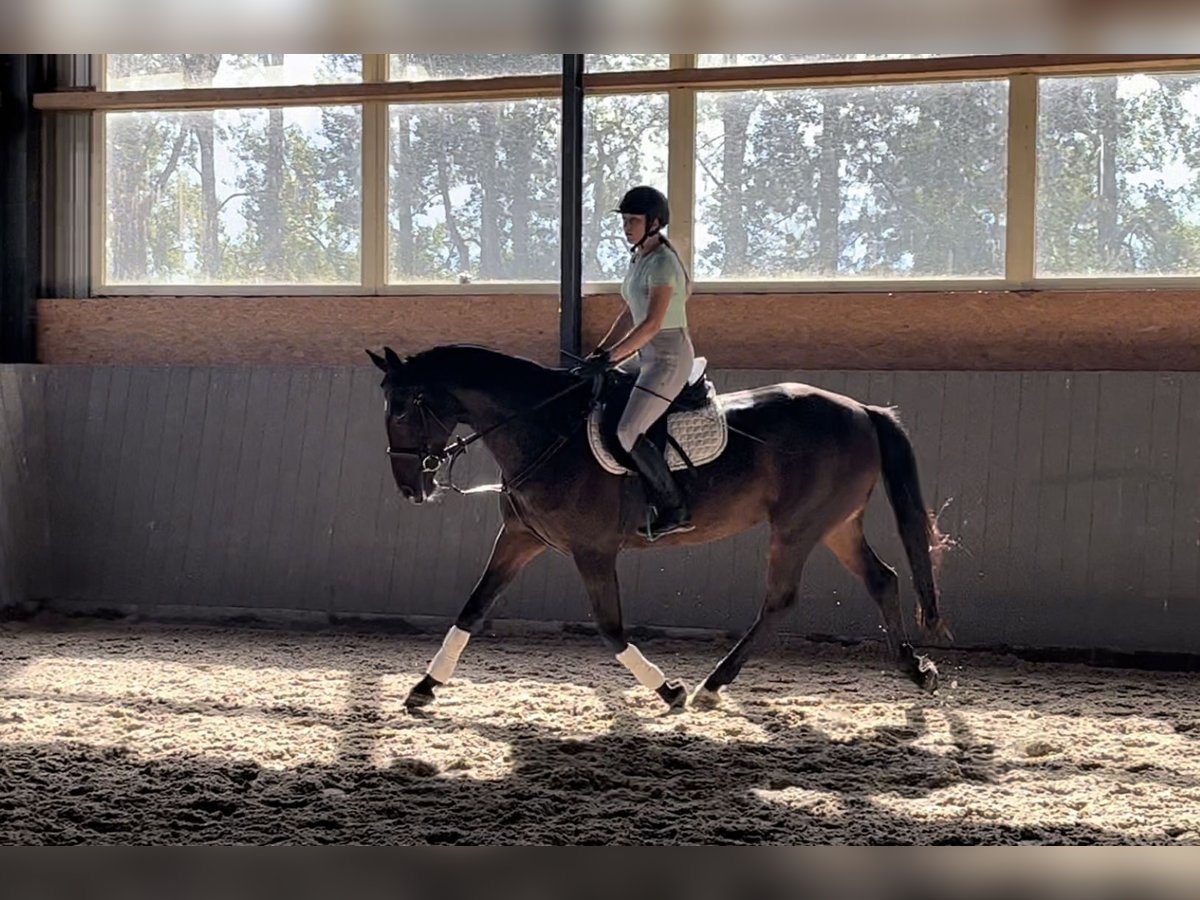 Polacco Giumenta 10 Anni 168 cm Baio scuro in Papenhagen