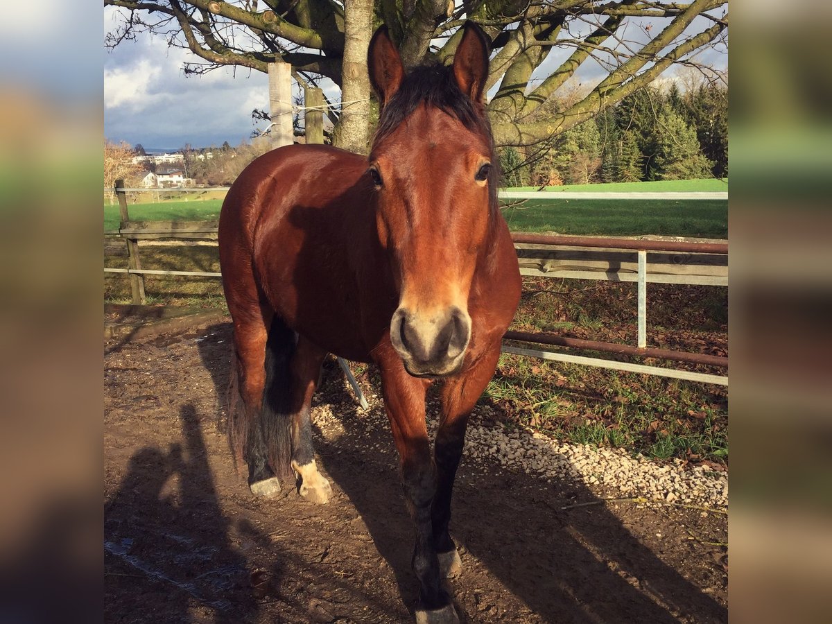 Polacco Giumenta 11 Anni 160 cm Baio in Buchheim